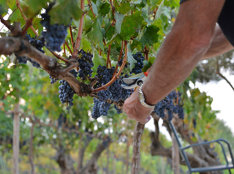 בציר ענבים במלון כרמים