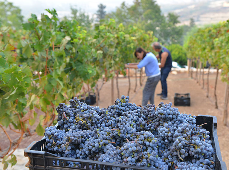 בציר ענבים כרמים