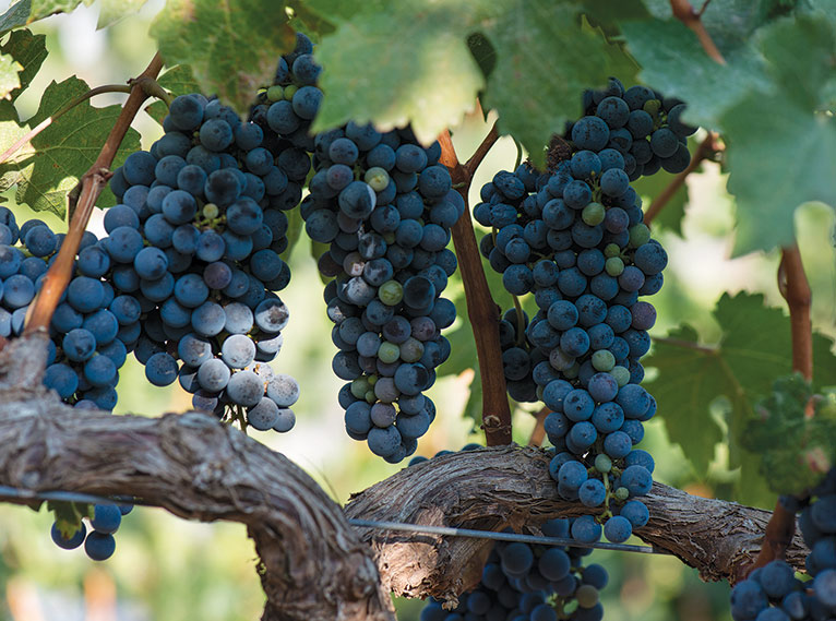 ענבים בבציר